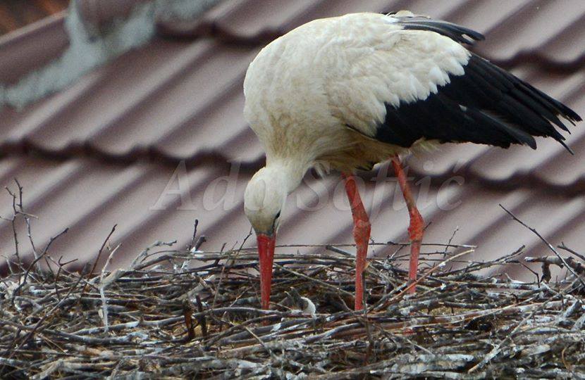 Beranske bijele rode izlegle su nove mališane, objavljeno je na Fejsbuk stranici Centra za zaštitu i proučavanje ptica, prenosi RTCG.