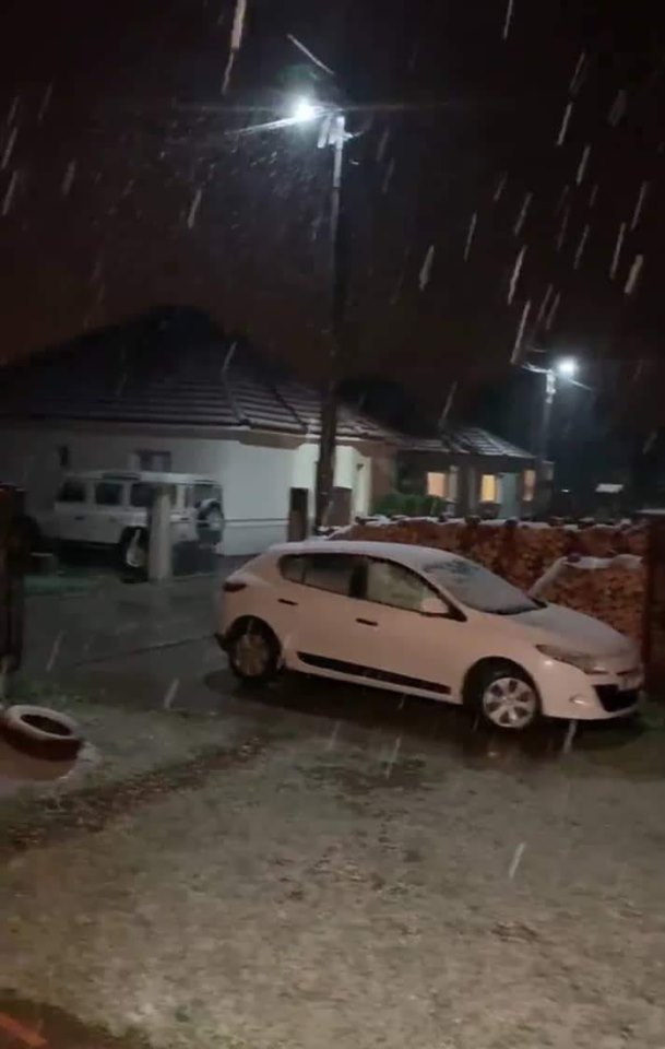 susnježica u beranama