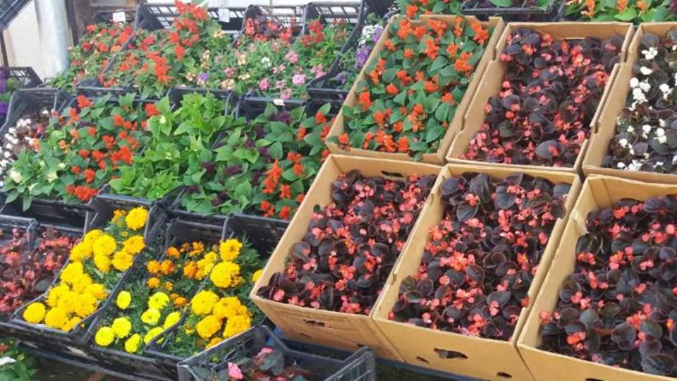 na slici se nalazi voce