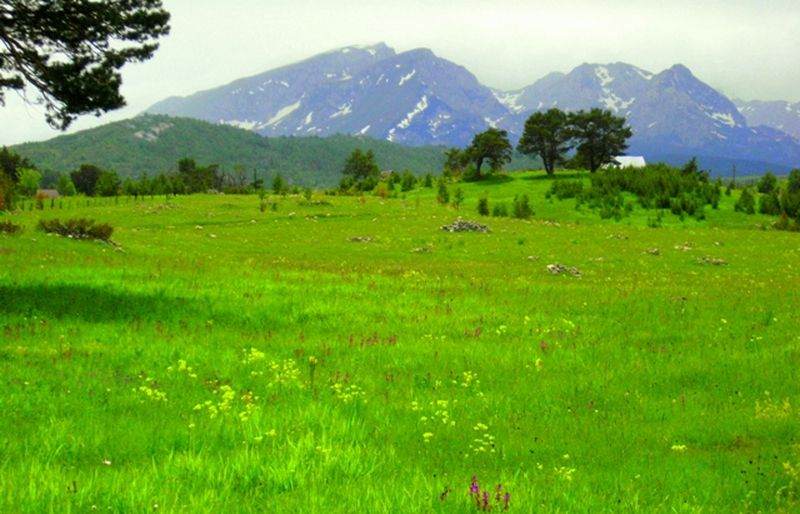 na slici se nalazi trava