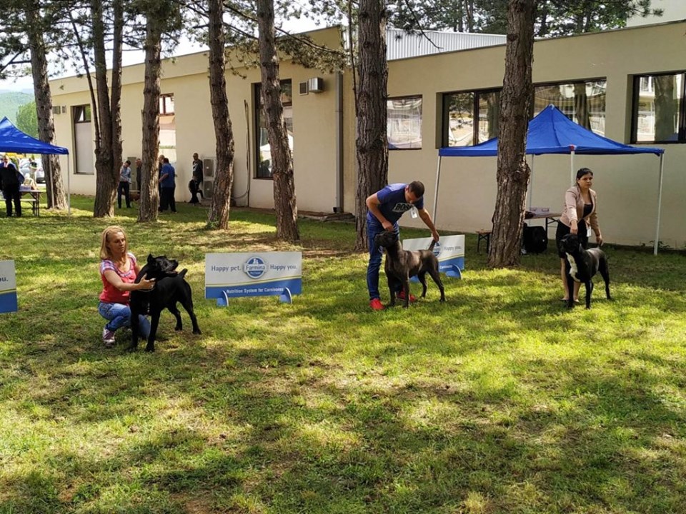 Na slici su psi spremni za izložbu