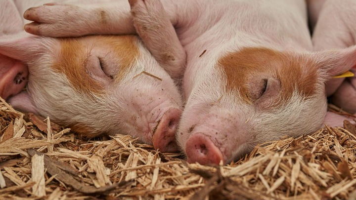 Zbog afričke kuge svinja pojačan nadzor na graničnim prelazima