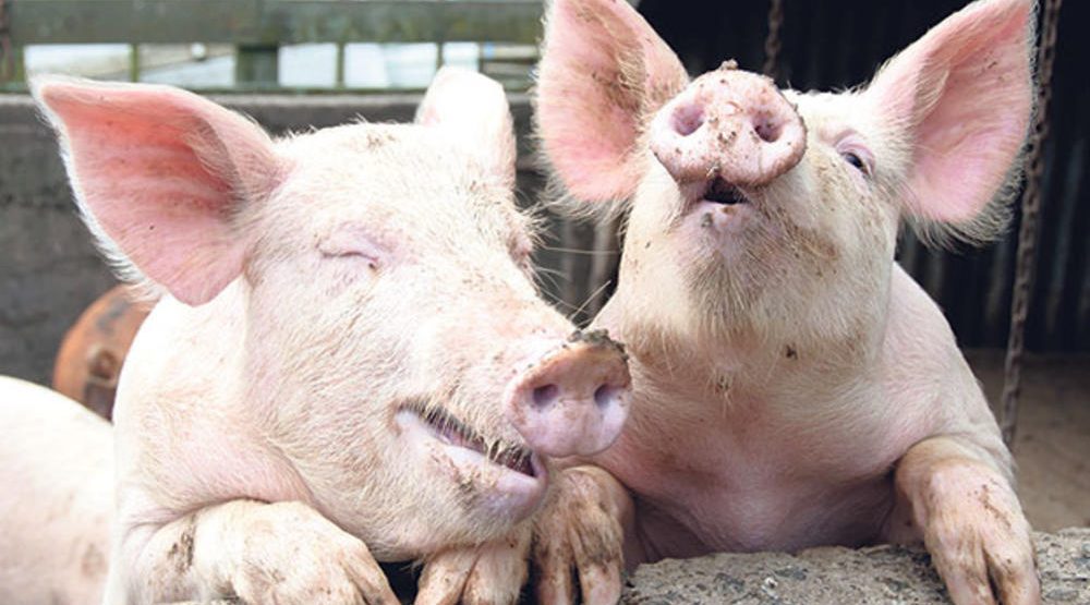 Pojačan nadzor domaćih i divljih svinja zbog afričke kuge