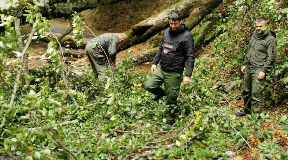 Sluzba-zastite-NP-Biogradska-gora-uklanja-vjetroizvale-sa-pristupnog-puta-ovom-parku-1000x555