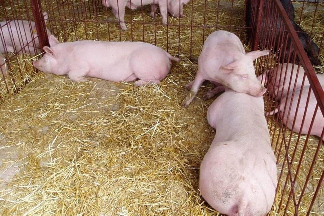 Svinje testirati na trihinelu