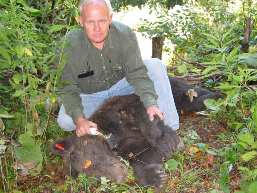 divlje životinje, opstanak, svijet