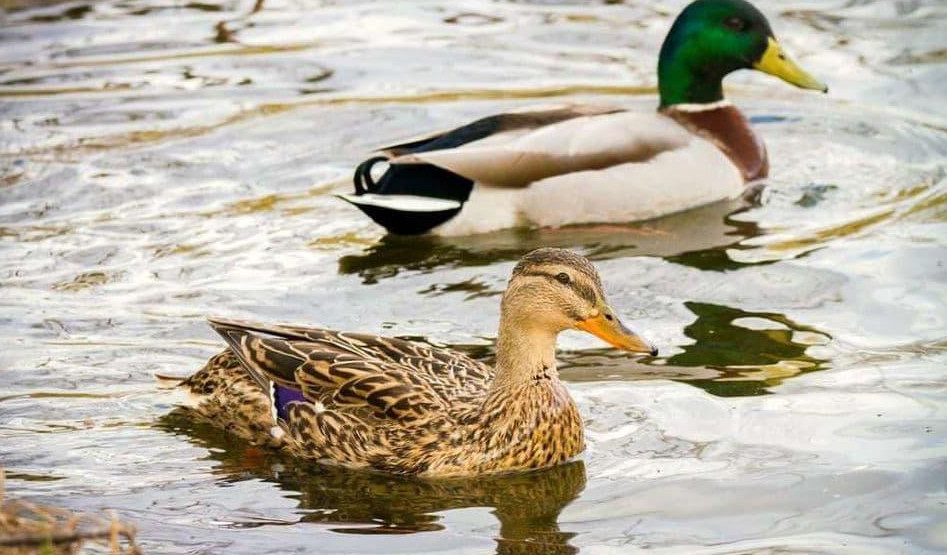 ptičiji grip,domaća živina