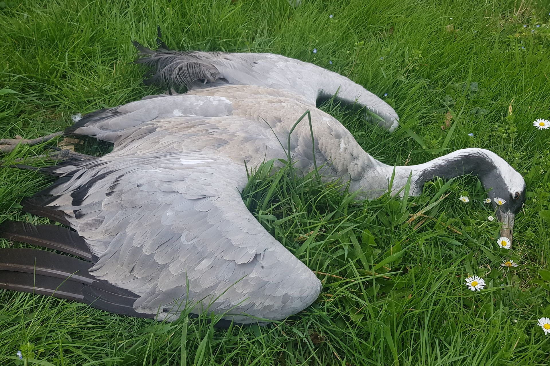 CZIP: Stanje u lovstvu alarmantno, krajnje vrijeme za oštre mjere