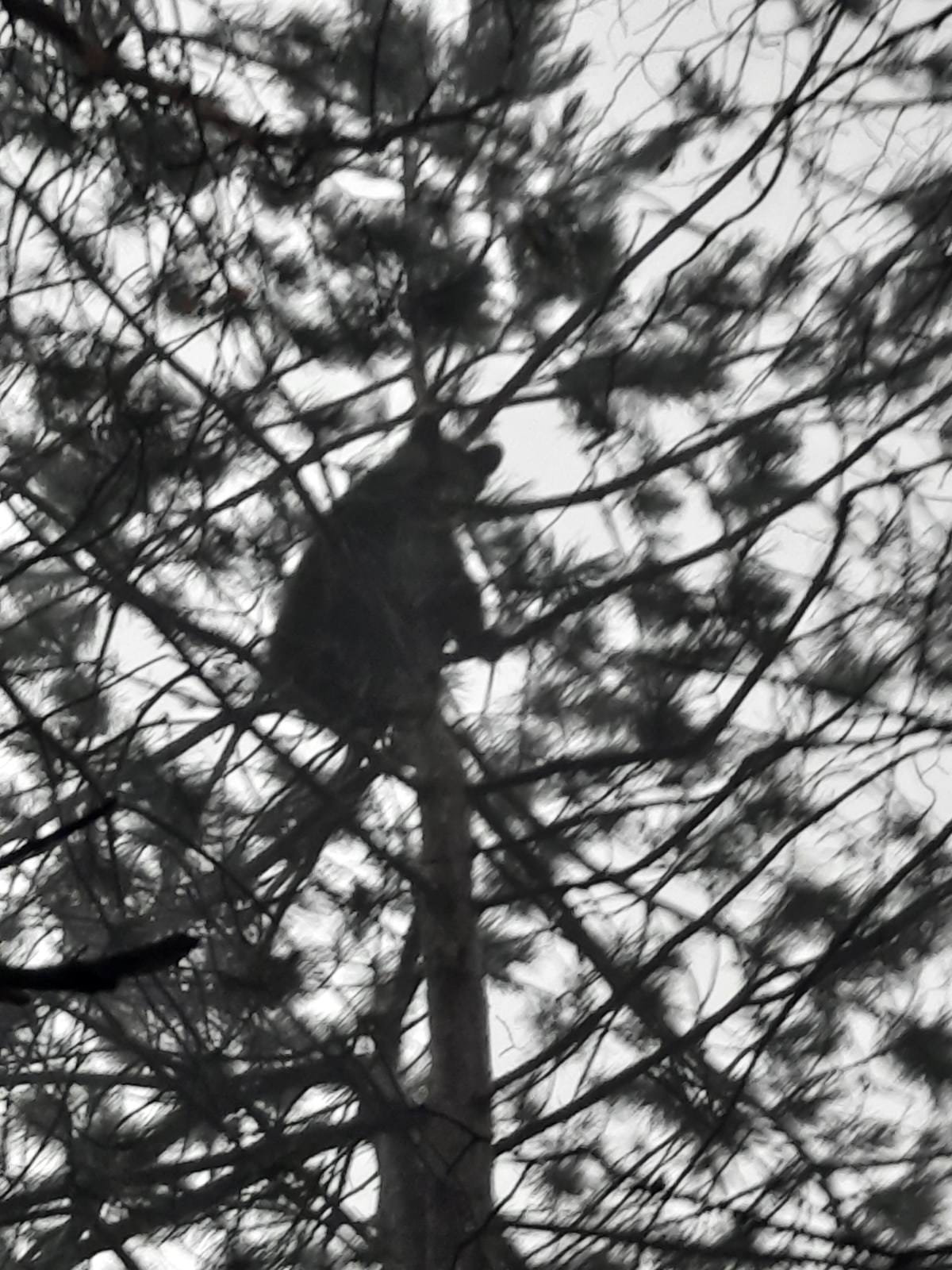 mladunče vraćeno u prirodno stanište