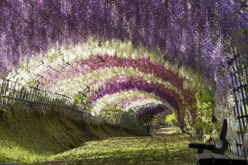 Ashikaga cvijetni park u Japanu