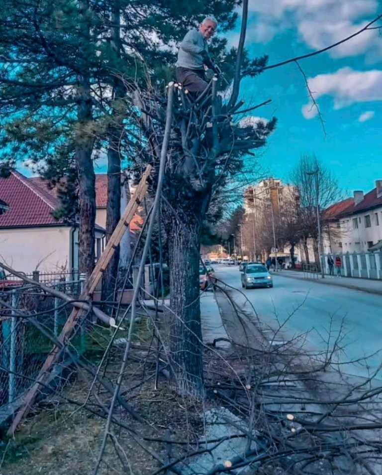 Đed Ljubo iz Berana sa 90 godina potkresuje lipu