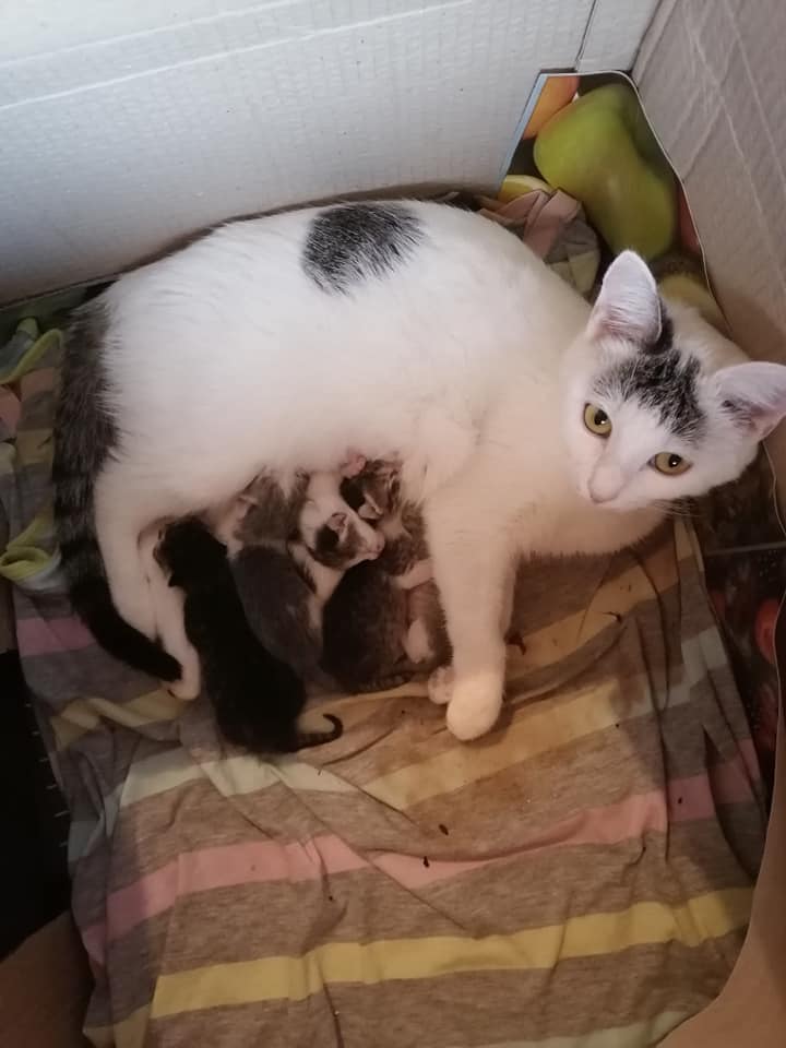 poziv za udomljavanje