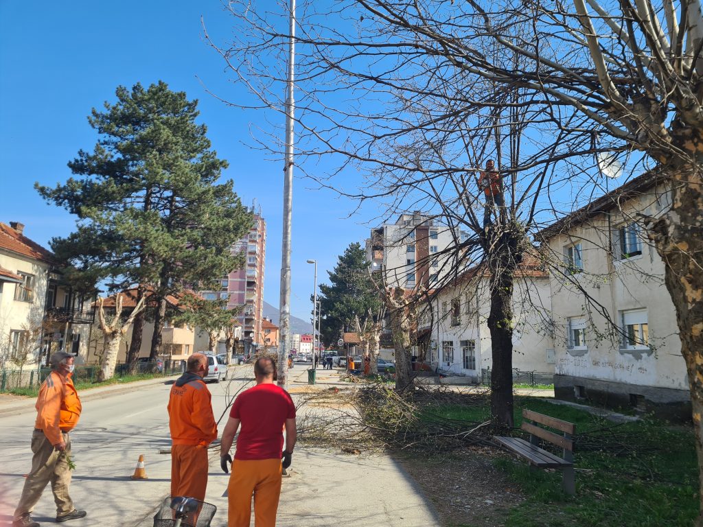 Uređen drvored u Polimskoj ulici