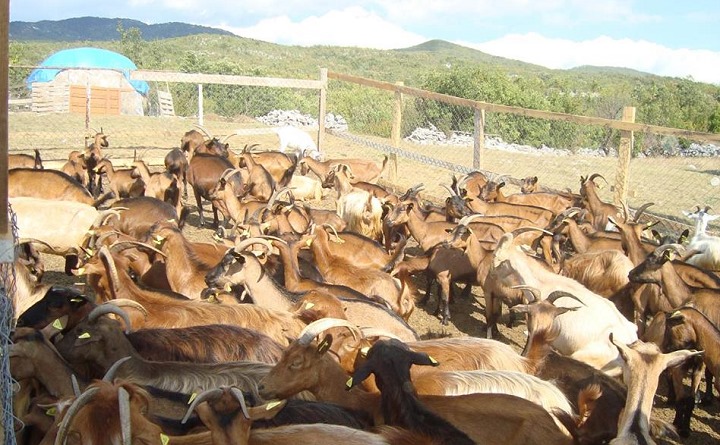 mlijeko, proizvođači