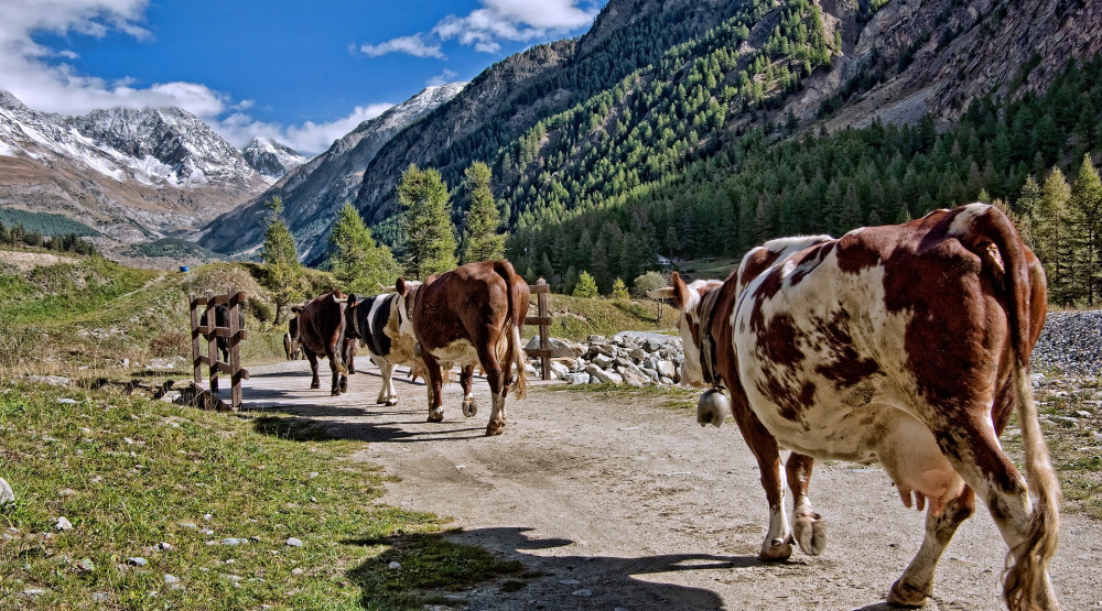 Unija stočara sjevera i proizvođača mlijeka, država, pomoć