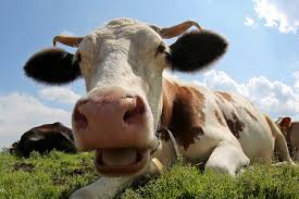 Krave imaju bolji društveni život od nas