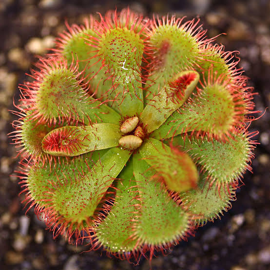 rosulja - drosera