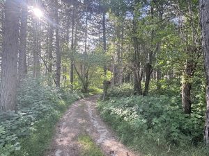 Nedjelja veče i šetnja Jasikovcem
