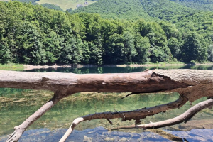 Biogradska gora i dalje najugroženija od nelegalne gradnje