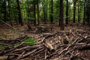 Tri Beranca pod istragom zbog sječe šume na Cmiljevici