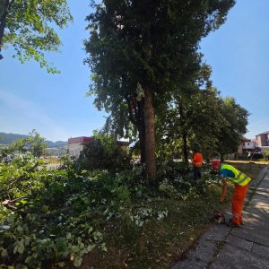 Uređeno zelenilo u dvorištu Gimnazije „Panto Mališić“