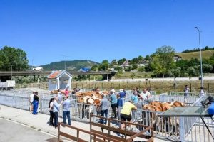 Stočarima u Beranama dodijeljeno 18 junica