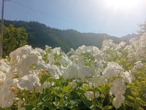 Živa atmosfera u centru Berana