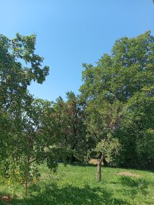 Berane i danas obasjano suncem
