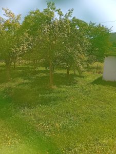 Jutro u Beranama – još jedan sunčan dan
