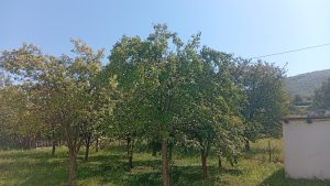 Ljeto pritislo Berane, grad ne staje