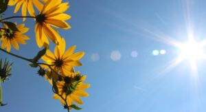 Meteo Berane: Sunčano i veoma toplo
