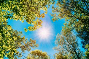Meteo Berane: Sunčano