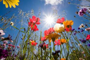 Meteo Berane: Sunčano