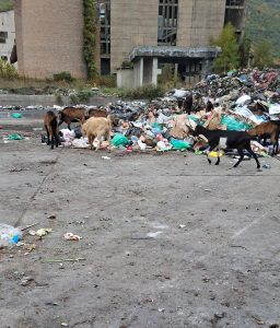 Divlja deponija kod bivše „Celuloze“, koze „recikliraju“ otpad