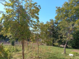 Berane jutros: sunčano, ali hladno