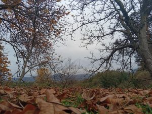Berane okovano hladnoćom i vjetrom, ulice gotovo puste