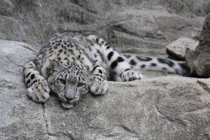 Međunarodni dan snježnog leoparda